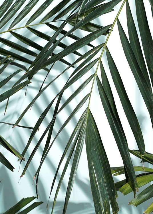 Palm Leaves Shadow No1 Poster / Arte fotográfica em Desenio AB (10284)