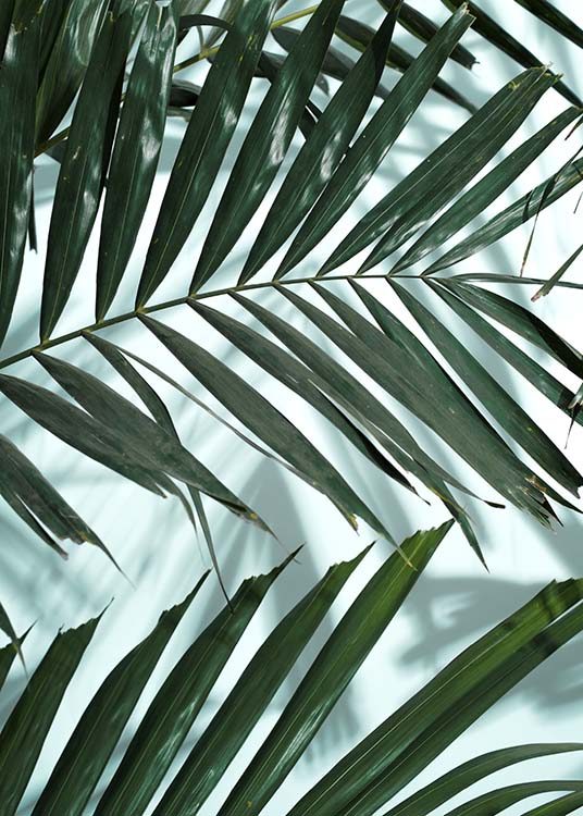 Palm Leaves Shadow No2 Poster