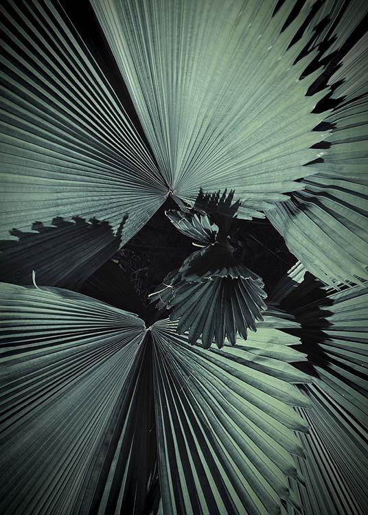 Palm Tree Leaves Poster