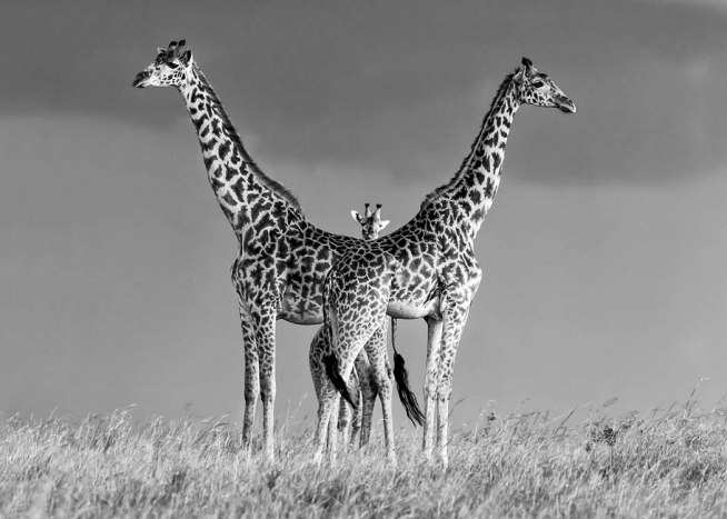 Giraffe Family Poster / Preto e branco em Desenio AB (10399)