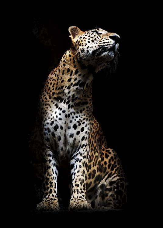 Leopard In Light Poster / Arte fotográfica em Desenio AB (10404)