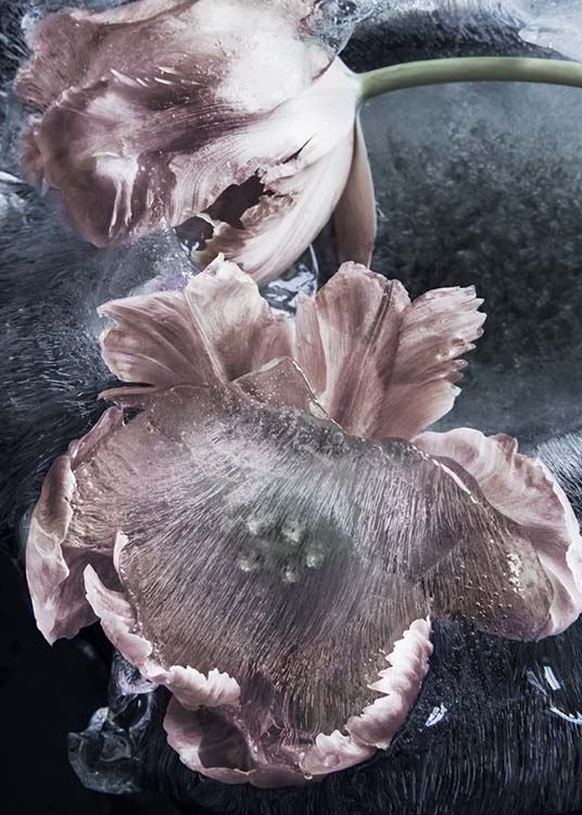 Flower And Ice Poster
