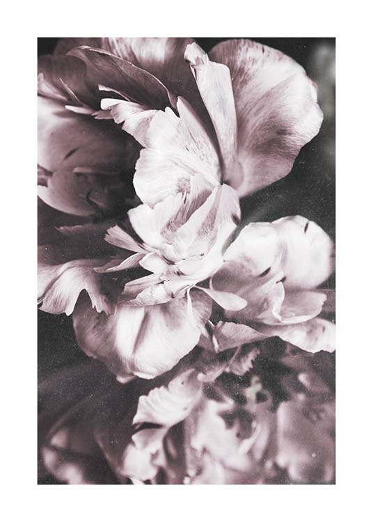 Tulip Dream  Poster