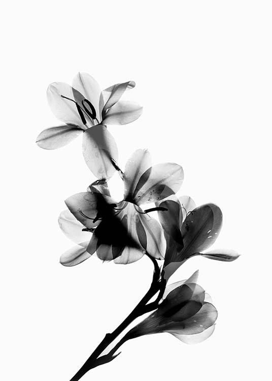 Scanned Flower Poster / Preto e branco em Desenio AB (10425)