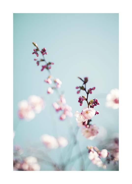 Cherry Blossom No2 Poster / Arte fotográfica em Desenio AB (10427)