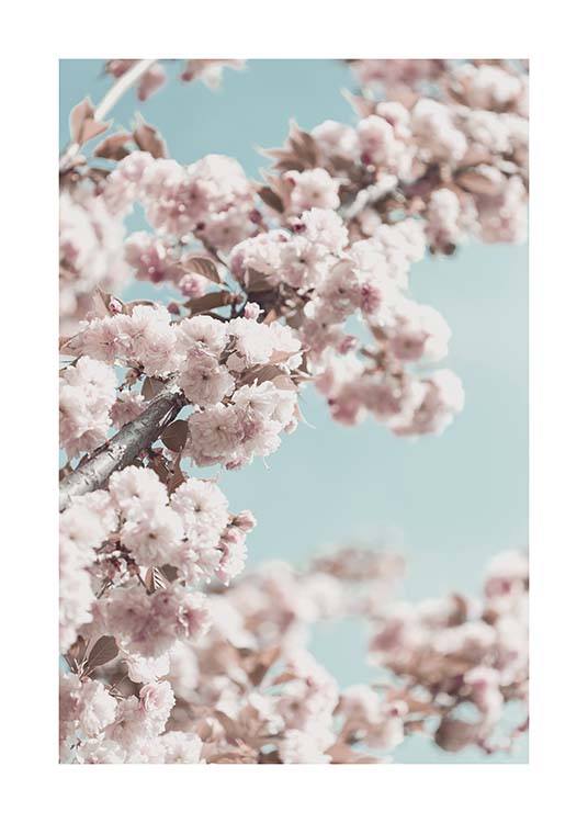 Cherry Blossom No4 Poster / Arte fotográfica em Desenio AB (10429)