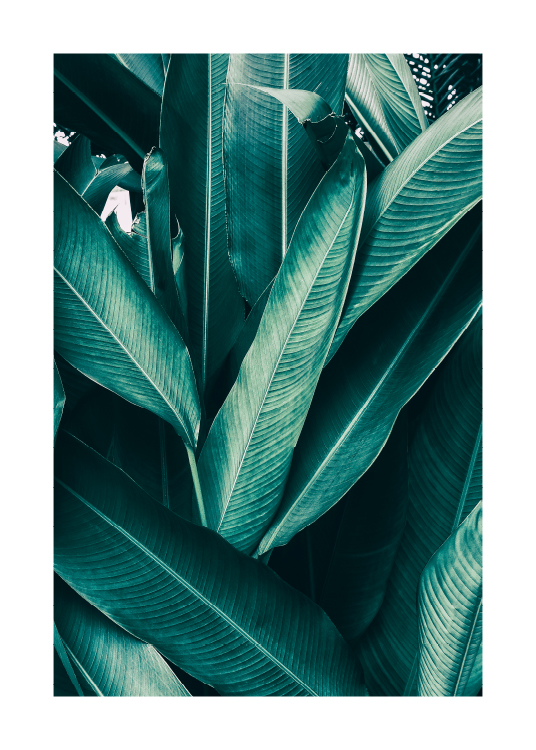 Tropical Leaves No1 Poster / Arte fotográfica em Desenio AB (10439)