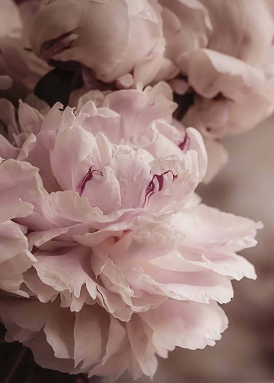Blooming Peony Poster