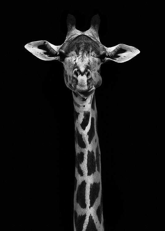 Giraffe on Black Poster / Preto e branco em Desenio AB (10619)