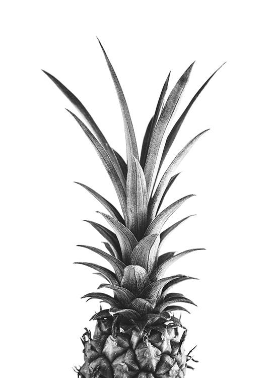  – Fotografia a preto e branco de um ananás sob um fundo branco
