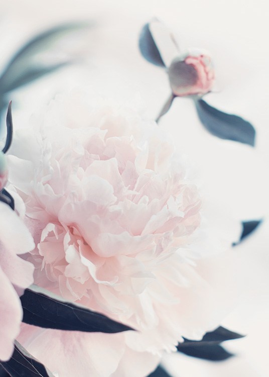 – Poster com flores claras