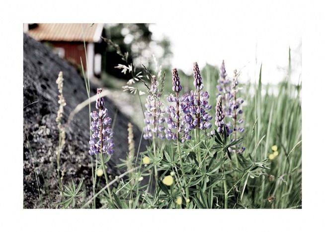 Flowering Lupines Poster