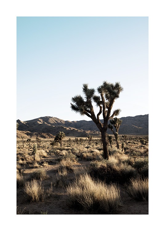Joshua Tree National Park Poster / Desertos em Desenio AB (10798)