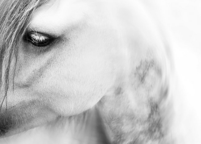 Horse Close up Poster / Preto e branco em Desenio AB (10875)