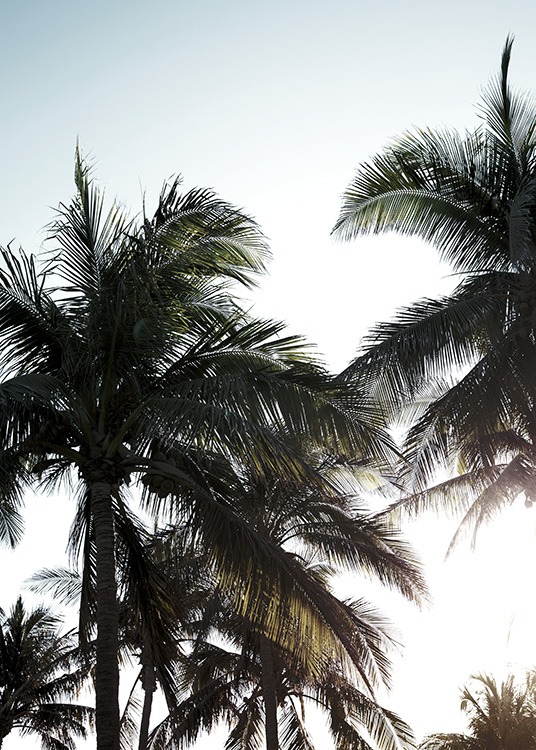 – Fotografia de palmeiras contra um céu ensolarado