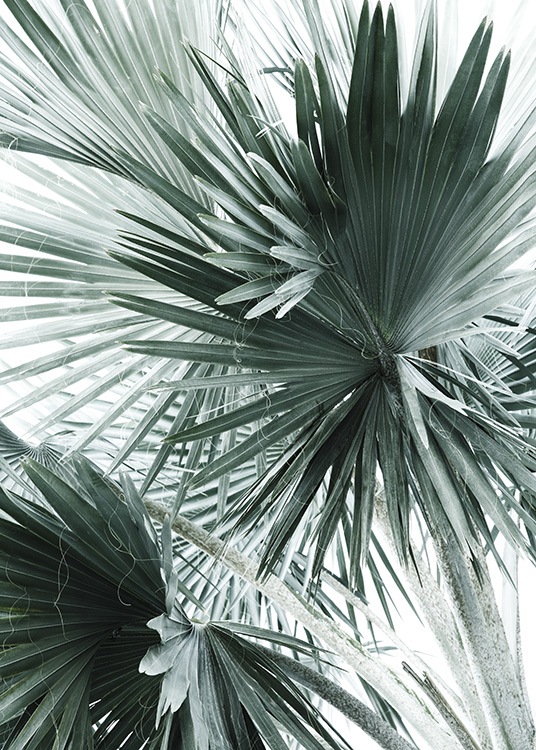 Tropical Palm Leaves No2 Poster / Arte fotográfica em Desenio AB (10980)