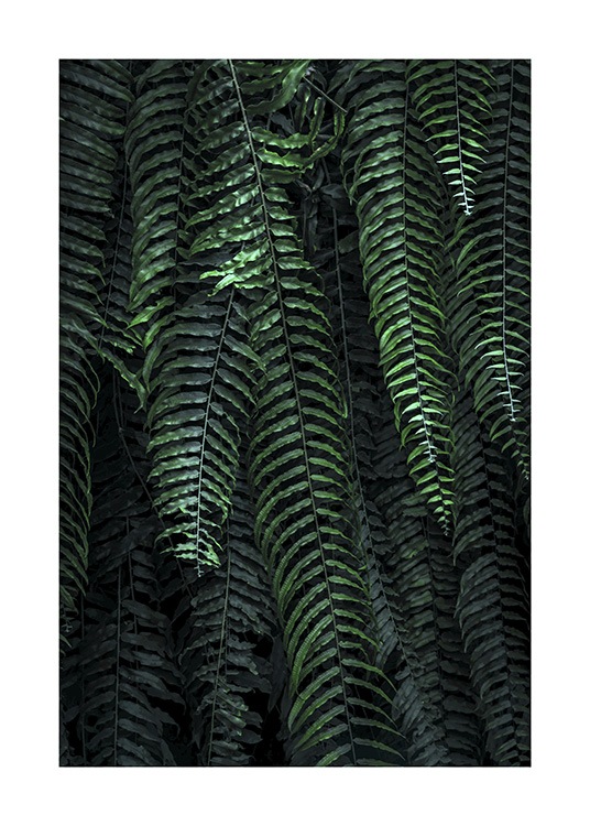 Forest Fern Poster