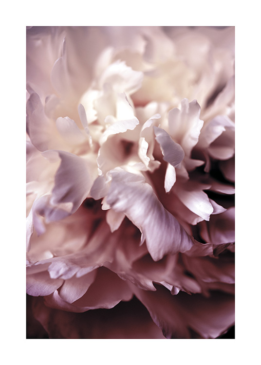 Peony Close Up Poster