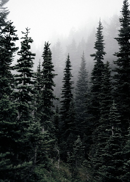 Foggy Woods Poster / Natureza em Desenio AB (11254)