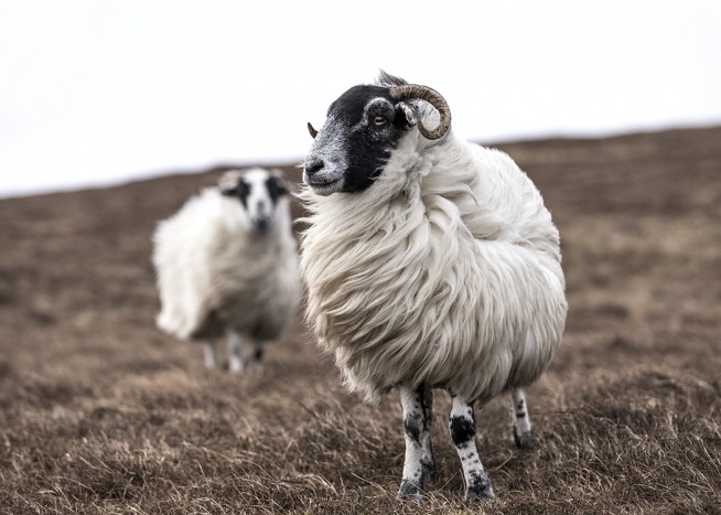 – Fotografia de ovelhas num campo com cores bege