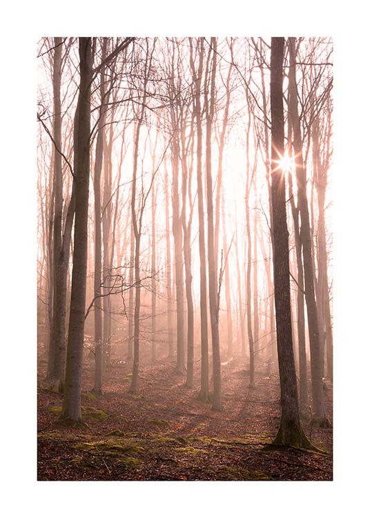 Forest in Fog Poster / Natureza em Desenio AB (11713)