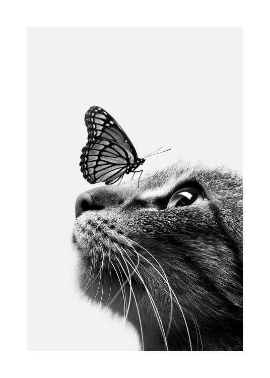 –Poster preto e branco de uma borboleta sentada num gato.
