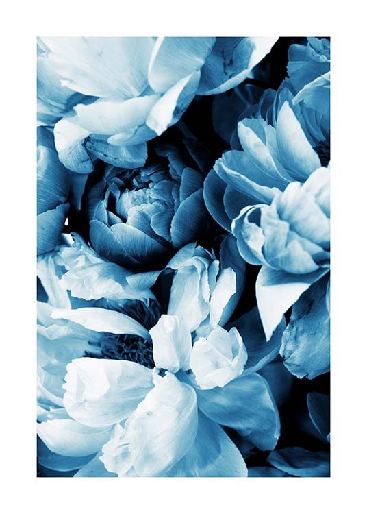 Blue Peony No2 Poster