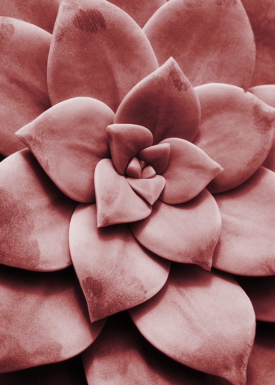 Red Succulent No1 Poster