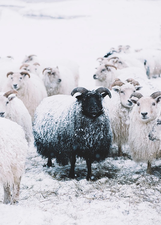 –Poster de uma ovelha negra parada no meio ovelhas brancas.