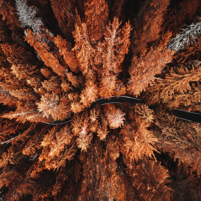 Autumn Colors Poster