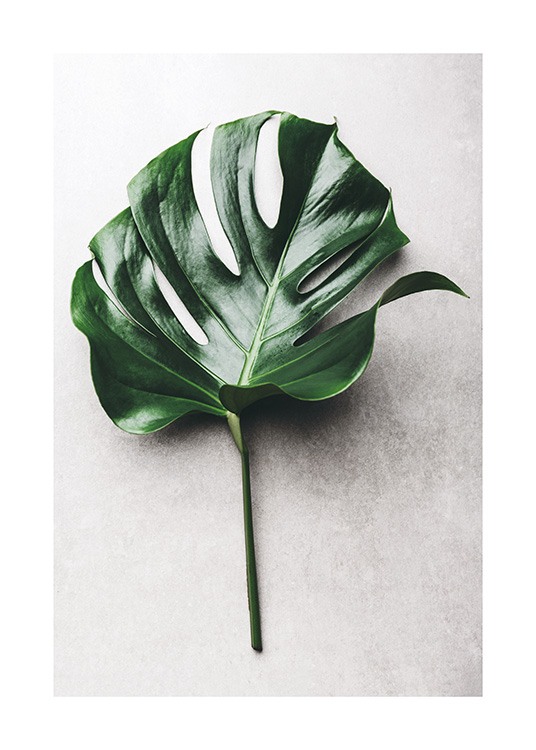 Green Monstera Leaf No1 Poster / Arte fotográfica em Desenio AB (12050)