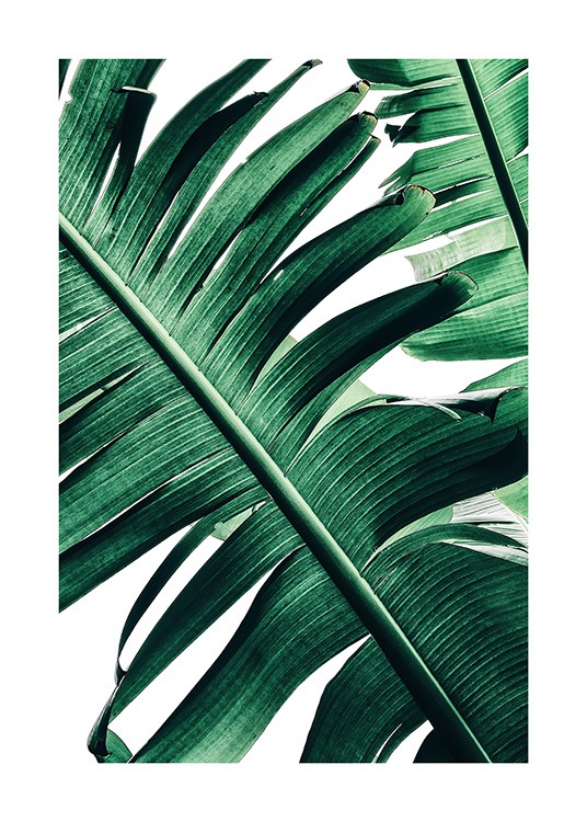 Banana Palm Leaves No2 Poster / Arte fotográfica em Desenio AB (12053)