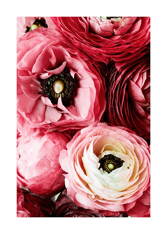 Bouquet of Pink Ranunculus Poster