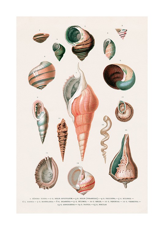 Vintage Seashells No2 Poster / Vintage em Desenio AB (12436)