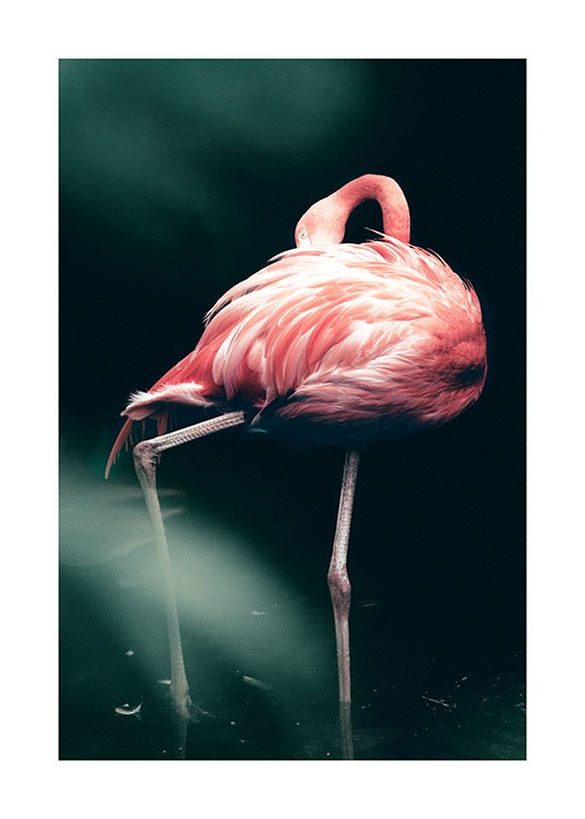 Wild Flamingo Poster
