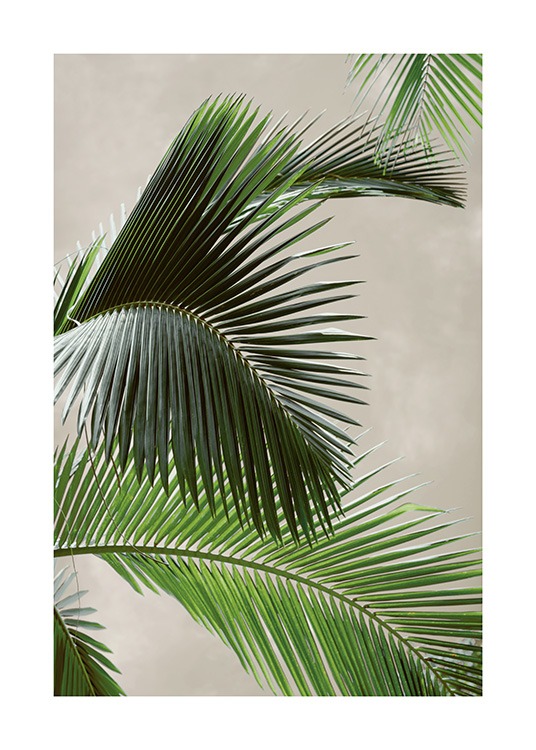 Tropical Palm Poster