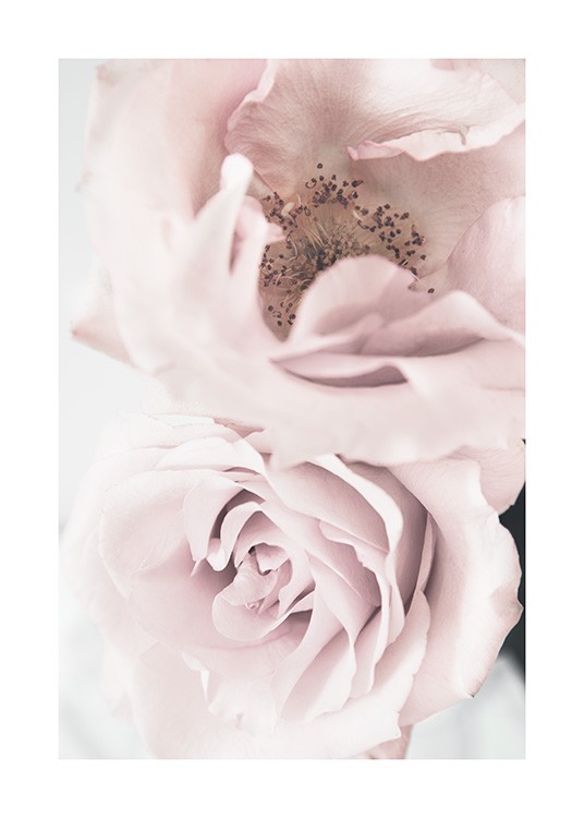 Elegant Roses Poster / Arte fotográfica em Desenio AB (12660)
