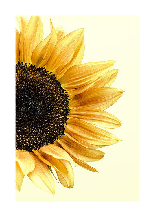 Sunflower Poster / Arte fotográfica em Desenio AB (12864)