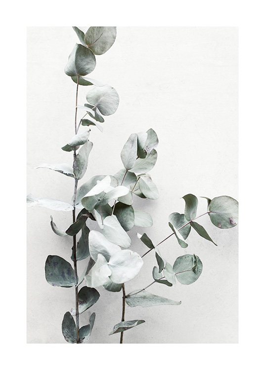 Eucalyptus Twigs No1 Poster