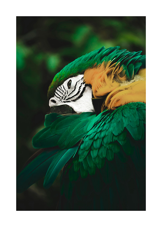Jungle Parrot Poster