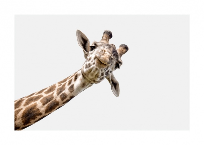 Curious Giraffe Poster