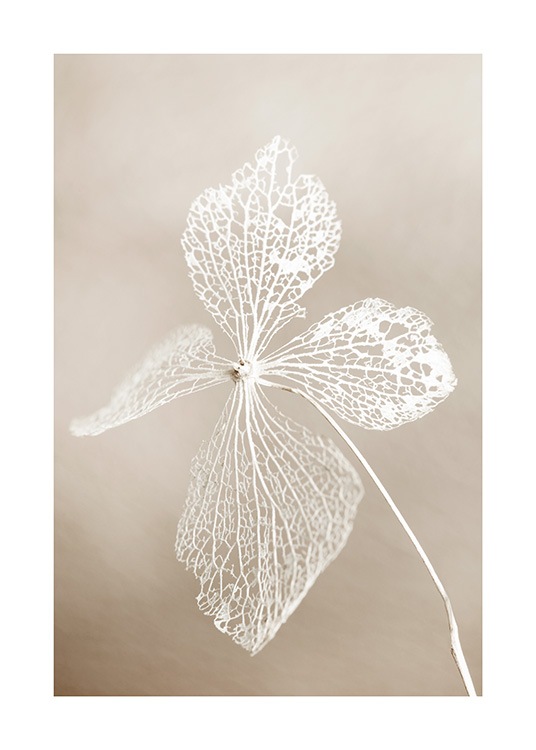  - Close-up de uma folha seca branca com um fundo bege desfocado