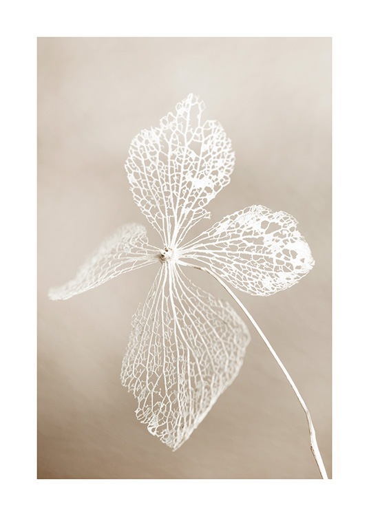 Dried Flower Poster