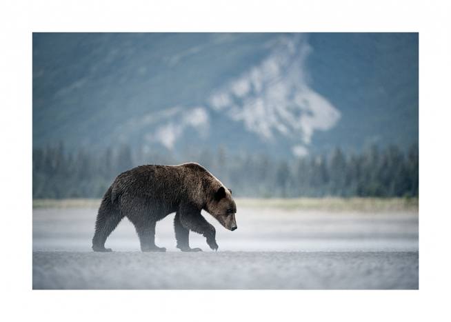 Young Brown Bear Poster