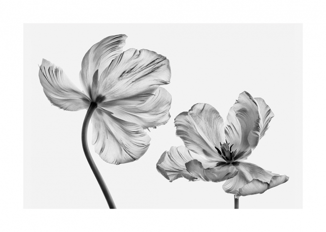 Black and White Tulips Poster / Flores em Desenio AB (13613)