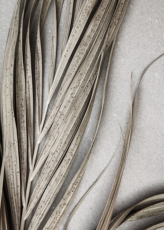 Dry Palm Leaves No1 Poster