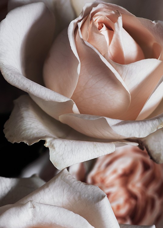 Melancholy Roses Poster