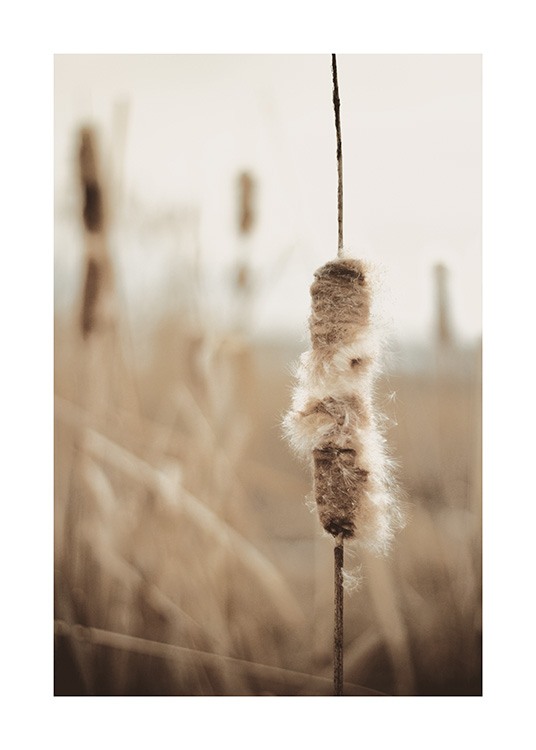 Cattail Plant Poster