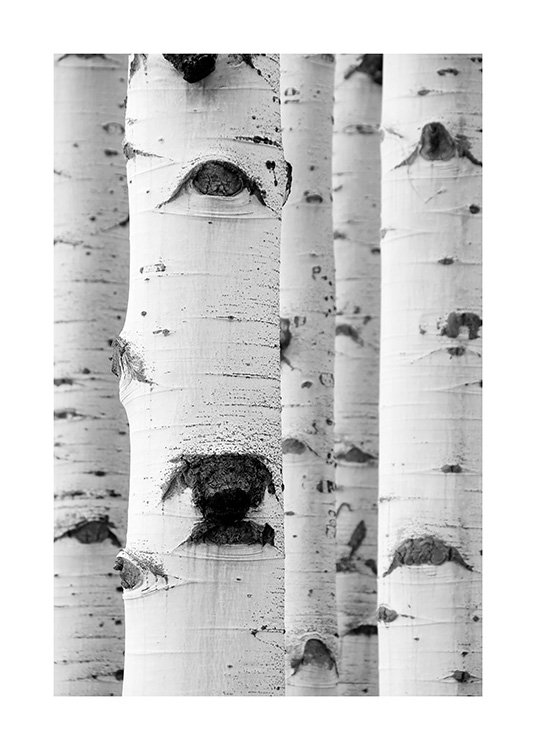  – Fotografia a preto e branco de um conjunto de árvores bétula