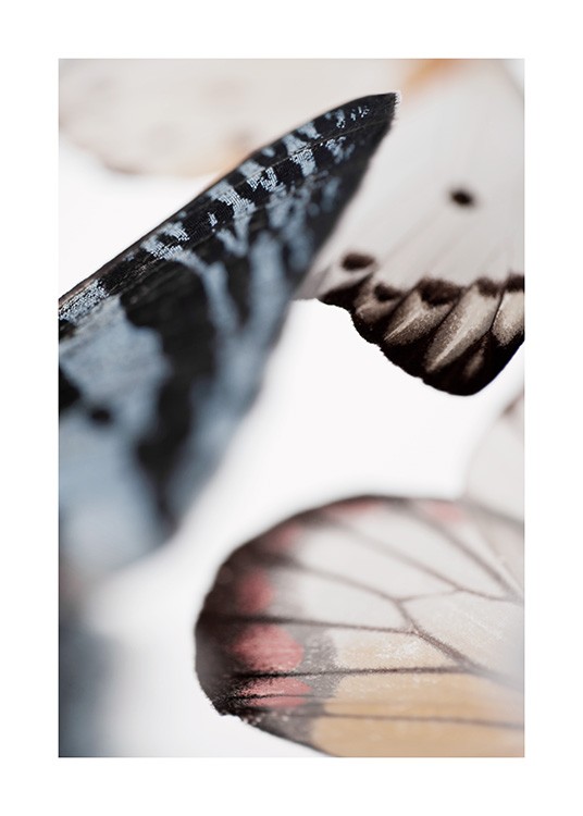 Butterfly Wings Poster